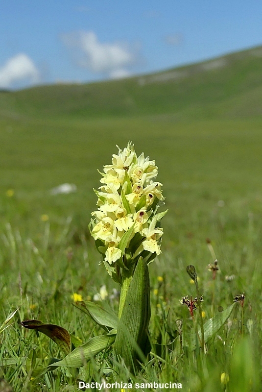 Orchidee a Campo Imperatore tra Medioevo e wilderness  primavera 2023